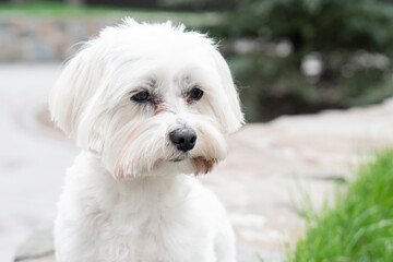  Portrait Maltese dog  attentive looking away . Background with copy space .