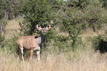 Großer Kudu / Greater kudu / Tragelaphus strepsiceros.