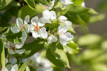 Fototapeta na wymiar Close- up of Pyrus communis (European pear, common pear) flowers blooming in white blooms on natural background on a sunny spring day