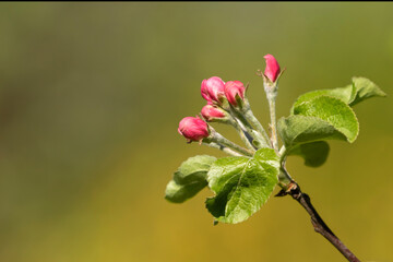 Dark pink buds of the Apple tree (Malus domestica) before opening on a branch with leaves on natural background