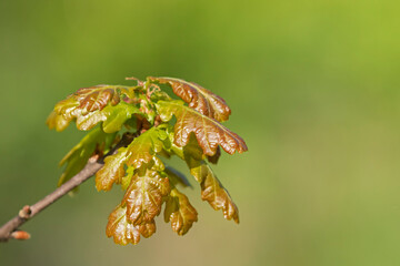 Fresh leaves of the common oak (Quercus robur) on green background with space for text