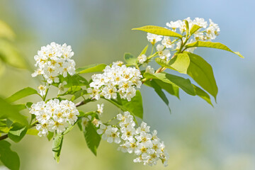 Beautiful fresh white and fragrant blooms of the bird cherry (Prunus padus) blossoming in Estonian...