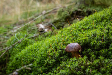 baby boletus in the moss