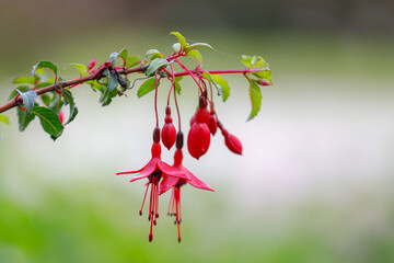 Selective focus of Fuchsia magellanica, Purple red flower in the garden, Hummingbird fuchsia or...