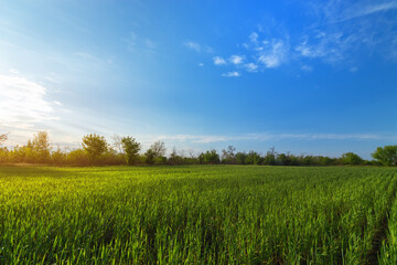 Fototapeta na wymiar green wheat field landscape, landscape field outside the city agriculture