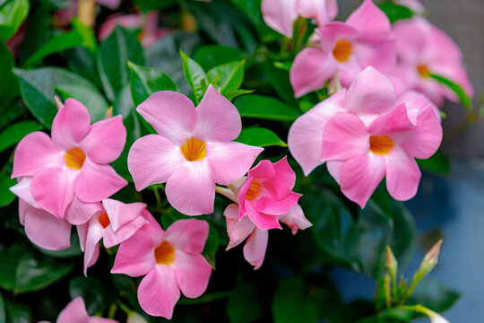 Selective focus of pink flower Rocktrumpet in the garden, Mandevilla is a genus of tropical and subtropical flowering vines belonging to the family Apocynaceae, Nature floral background.