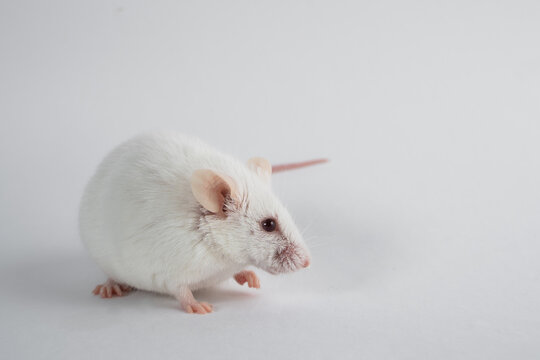 White laboratory rat isolated on white background.