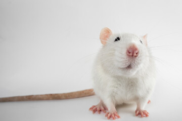 White laboratory rat looks into the chamber, isolated on white background.