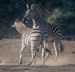 Zebras (Equus quagga) fighting in the Madikwe Reserve, South Africa