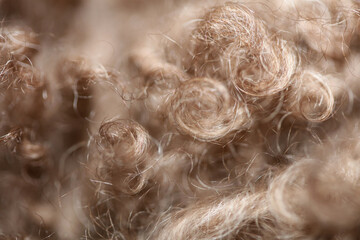 Dog brown curly hairs close up lagotto romagnolo abstract background modern high quality big size print