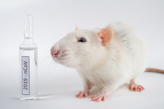 A white laboratory mouse next to the coronavirus vaccine ampoules. Concept - COVID-19 pandemic, vaccine development.