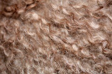 Dog brown curly hairs close up lagotto romagnolo abstract background modern high quality big size print