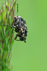 Closeup on a small scarab beetle, Valgus hemipterus, hanging down on a grass blade