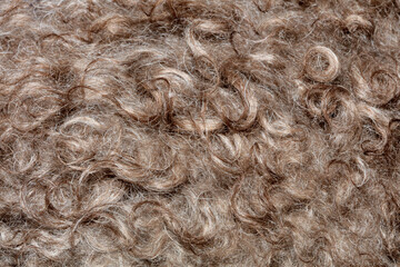 Dog brown curly hairs close up lagotto romagnolo abstract background modern high quality big size print