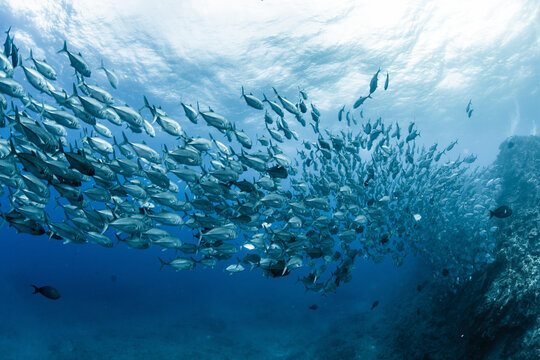 A school of bigeye trevally