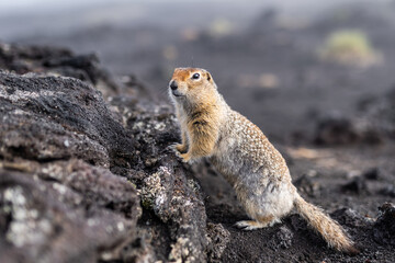 A charming ground squirrel looks into the camera, leaning on a hill. Gopher among the earthen soil. - obrazy, fototapety, plakaty