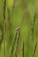 Rauchiger Schnellkäfer (Agriotes ustulatus) auf Grashalm
