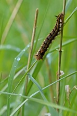 Trinkerin, Raupe der Grasglucke (Euthrix potatoria).