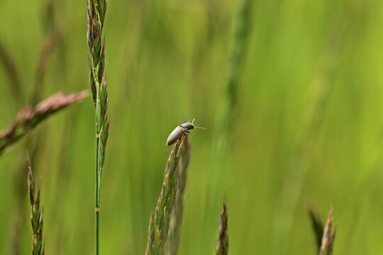 Rauchiger Schnellk&auml;fer (Agriotes ustulatus) auf Grashalm