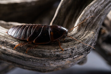 A huge cockroach crawls on a thick wooden branch on a gray background. Insect pest on a tree close-up. - obrazy, fototapety, plakaty