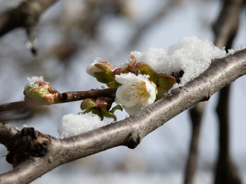 Schnee auf Kirschbl&uuml;te