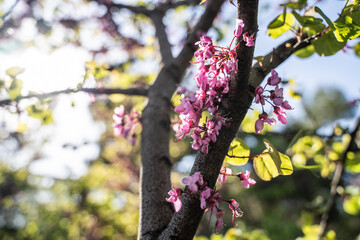 Cercis siliquastrum or Judas tree, ornamental tree blooming with beautiful deep pink colored flowers in the spring. Eastern redbud tree blossoms in spring time. Flowers directly on the trunk.