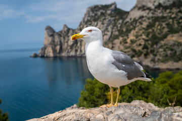 Seagull against the backdrop of the sea bay and rocks.