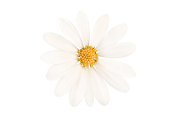 Close up of a perfect daisy isolated on white background