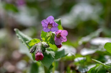 Pulmonaria plants in bloom, early springtime flowering herb, group of pink purple and blue violet flowers with leaves