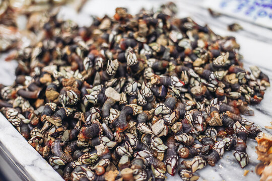Raw goose barnacle - Spanish 'percebes' on a market