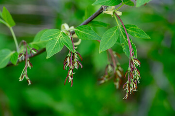 Acer negundo manitoba boxelder maple female red purple white flowers, detail of flowering branches
