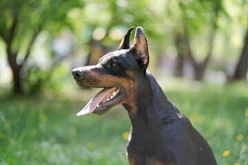 Portrait of a happy doberman. Doberman shows tongue. Purebred dog among the grass close-up.