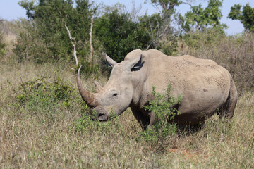 Breitmaulnashorn / Square-lipped rhinoceros / Ceratotherium Simum