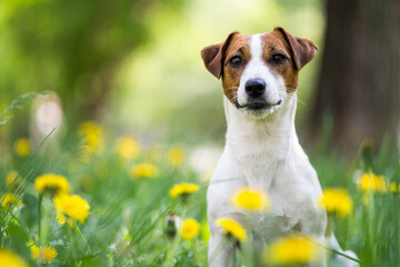 Portrait of a dog of breed Jack Russell Terrier among the green grass and yellow flowers. Dog in greenery close-up, blurred background.
