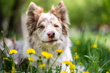 Portrait of a brown and white border collie dog in green grass and yellow flowers. Dog on a summer day close up. - obrazy, fototapety, plakaty
