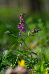 Lathyrus vernus spring vetchling flowering plant, bright puprle springtime pea vetch flowers in bloom