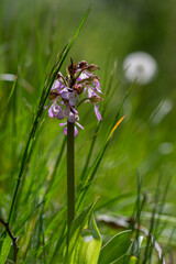 Lady orchid Orchis purpurea flowering protected plants, beutiful purple white flowers in bloom on tall stem also with buds