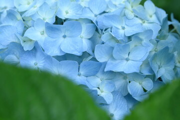 爽やかな水色のアジサイ　雨の日（のいちあじさい街道　高知県）