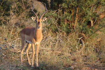Schwarzfersenantilope / Impala / Aepyceros melampus