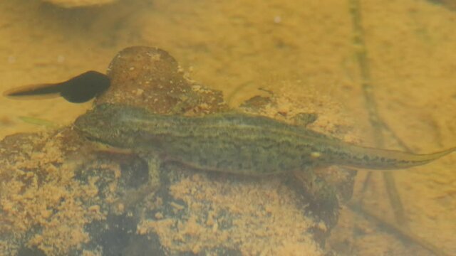 Weiblicher Teichmolch (Lissotriton vulgaris) mit Erdkr&ouml;tenquappen im Teich