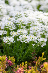 Iberis sempervirens evergreen candytuft perenial flowers in bloom, group of white springtime flowering rock plants