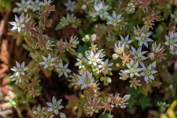 Sedum hispanicum Spanish stonecrop small white flowering plant, tiny flowers in bloom