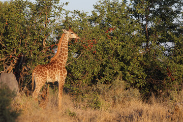Giraffe / Giraffe / Giraffa camelopardalis.