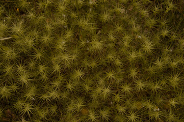 Textura natualeza amarilla