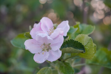 spring apple blossom