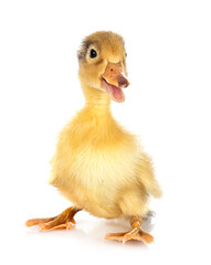 duckling in studio