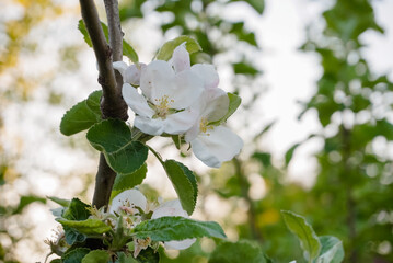 spring apple blossom