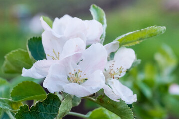 spring apple blossom