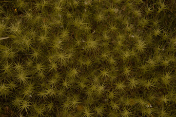 Textura natualeza amarilla