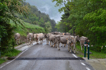 Obraz premium Rebaño de grises vacas en medio de una carretera secundaria rodeada de verdes bosques. Gombrén, Girona, Cataluña.